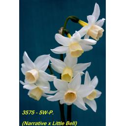 3575 - 5W-P....jpg