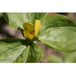 004-076 Trillium chloropetalum yellow 19.05.20 2.jpg