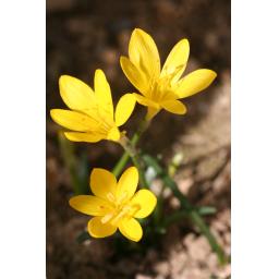 016-052 Sternbergia greuteriana 9.10.22.jpg