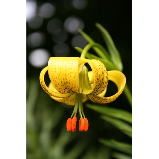 Lilium pyrenaicum