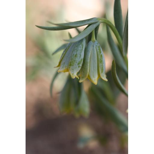 983-142 Fritillaria bithynica 7.4.17.jpg