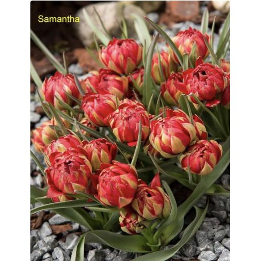Tulip 'Samantha' Pack of 8 bulbs