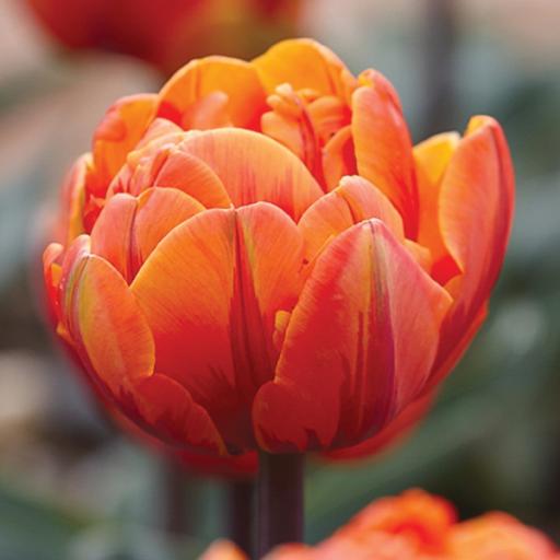 Tulip 'Orange Princess' Pack of 8 bulbs