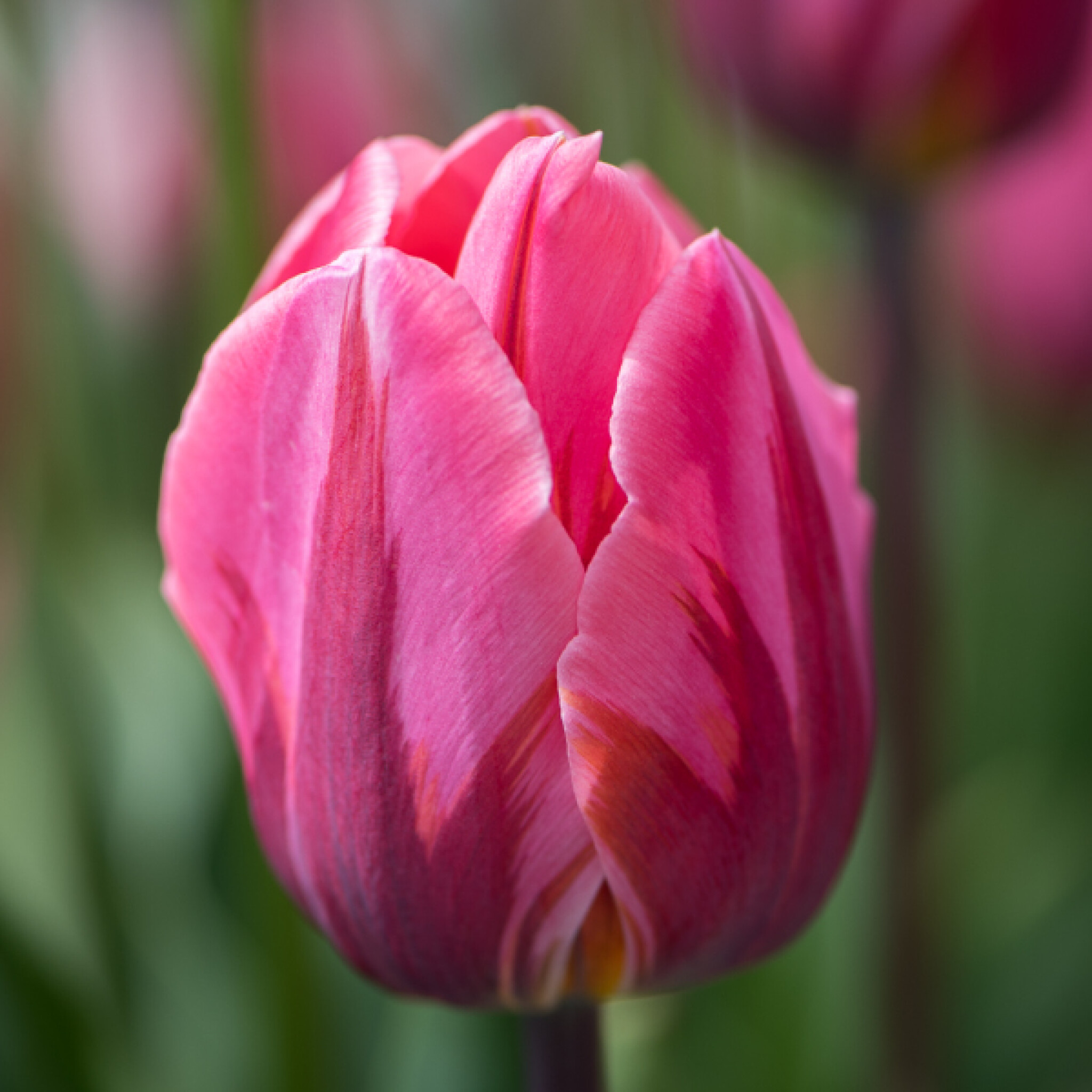 Pretty-Princess-Tulip.jpg