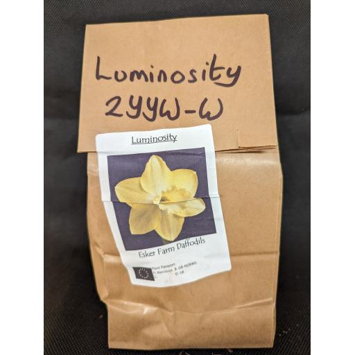 Luminosity 2YYW-W - Half Kilo Bag