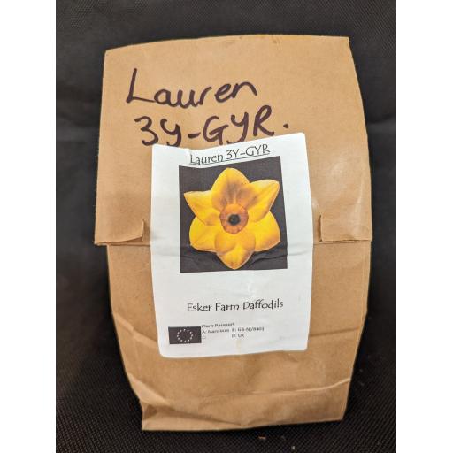 Lauren 3Y-GYR - Half Kilo Bag