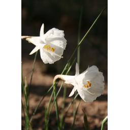 013-006 Narcissus cantabricus ssp foliosus 9.12.15.jpg