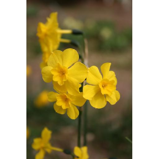 006-075 Narcissus jonquilla ssp. cerrolazae 30.3.10.jpg