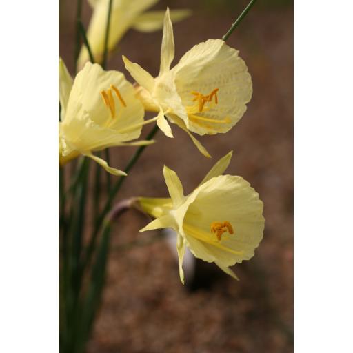005-077 Narcissus bulbocodium var. rifanus 21.2.21.jpg