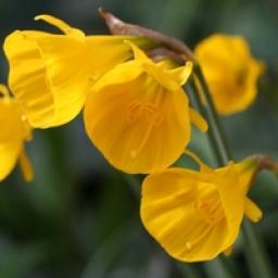 Narcissus bulbocodium ssp. nivalis 181221.jpg