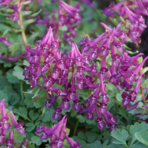 Corydalis solida 'Purple Bird'' 5 bulbs