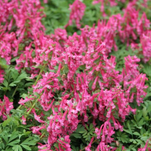 Corydalis solida  'Beth Evans' 5 bulbs