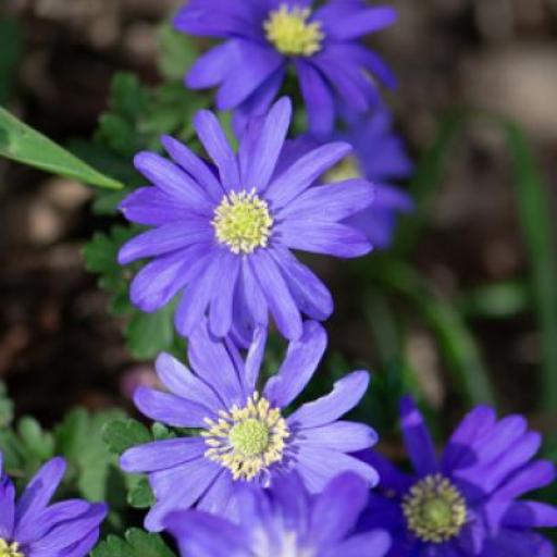 Anemone blanda 'Blue Shades' - 10 corms