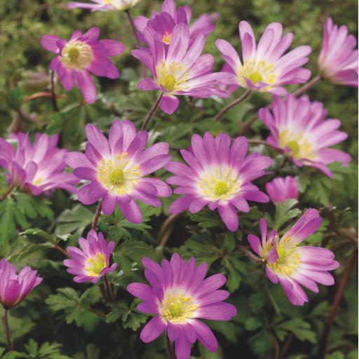 Anemone blanda 'Charmer' - 10 corms