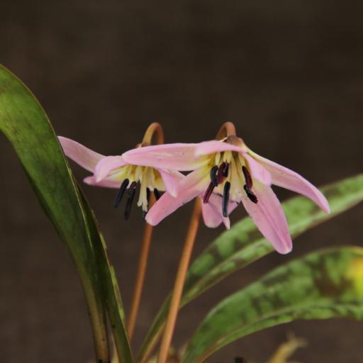 Erythronium den-cans 'Lilac Wonder' 2 bulbs