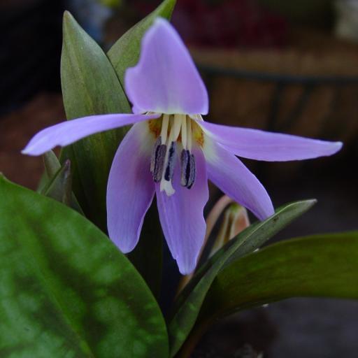 Erythronium den-cans 'Rose Queen' 2 bulbs