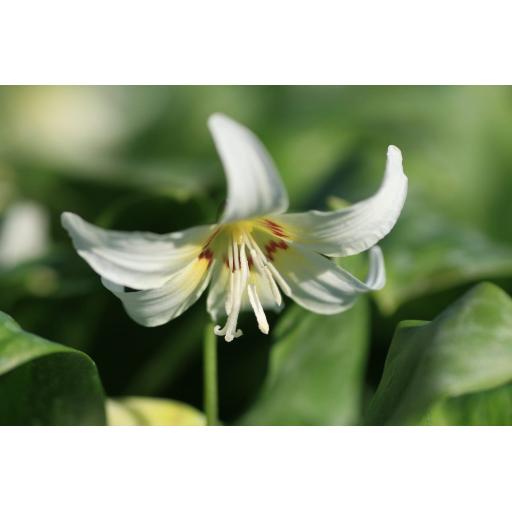 Erythronium 'White Beauty' 3 Bulbs