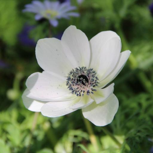 Anemone coronaria 'Bride' - 10 corms