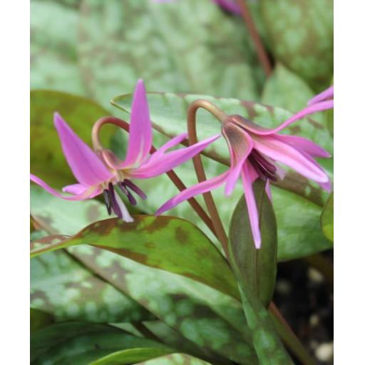 Erythronium den-cans 'Pink Perfection' 2 bulbs