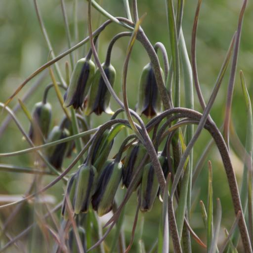 Fritillaria elwesii - 3 bulbs