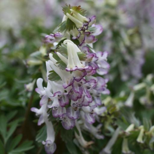 Corydalis solida  'Merlin' 3 bulbs