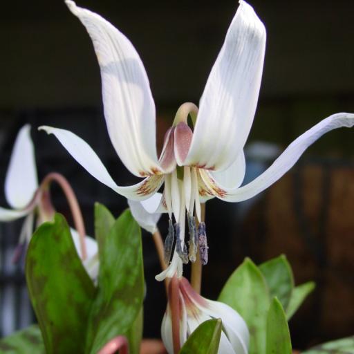 Erythronium den-cans 'Snowflake' 2 bulbs