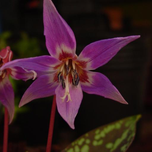 Erythronium den-cans 'Purple King' 2 bulbs