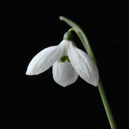 Galanthus Fieldgate Tiffany.jpg