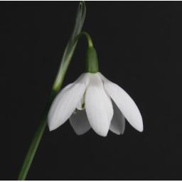 Galanthus Godfrey Owen_1.jpg