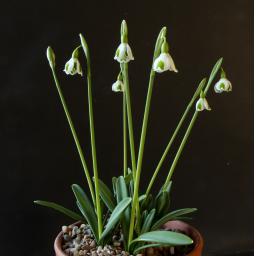 Galanthus Dryad Venus.jpg