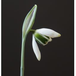 Galanthus Cordelia.jpg