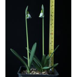 Galanthus Dryad Venus 1 rule.jpg