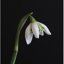 Galanthus Hill Poe 13.jpg