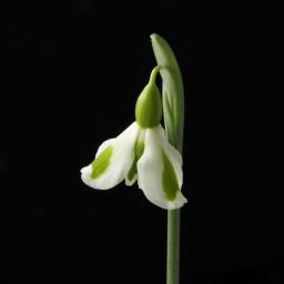 Galanthus Dryad Venus 6 close.jpg