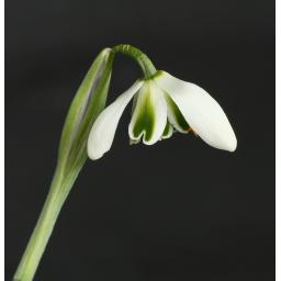 Galanthus Dionysus_1.jpg