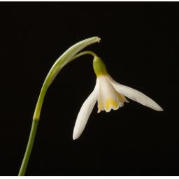 Galanthus Blonde Inge.jpg