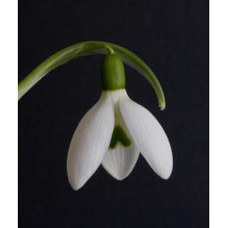 Galanthus Cedric's Prolific.jpg