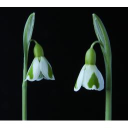 Galanthus Dryad Venus 1 close-2.jpg