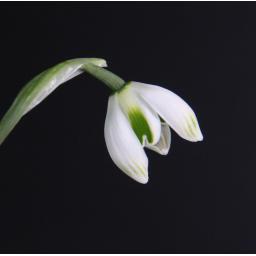 Galanthus Jaquenetta 13.jpg