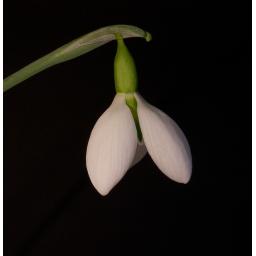 Galanthus Erway_1_1.jpg