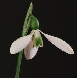 Galanthus Colossus_1_1_1.jpg