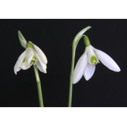 Galanthus James Backhouse.jpg