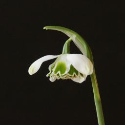 Galanthus Desdemona 15.jpg