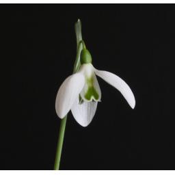 Galanthus Cedric's Prolific_2.jpg