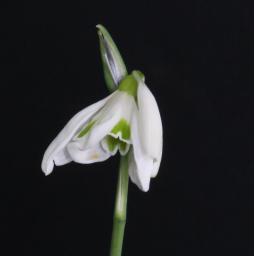 Galanthus James Backhouse Single.jpg