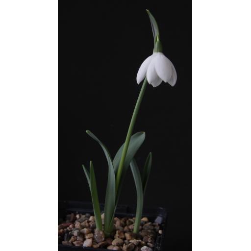 Galanthus Godfrey Owen whole.jpg