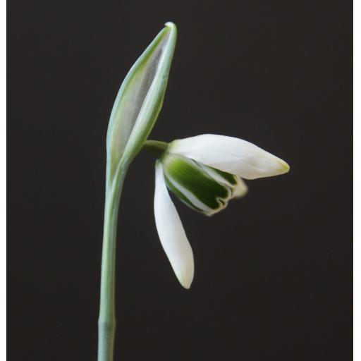 Galanthus Cordelia.jpg