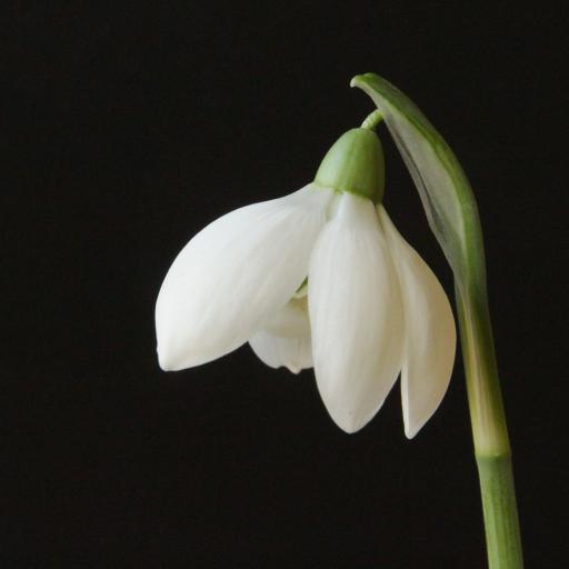 Galanthus Hill Poe 15.jpg