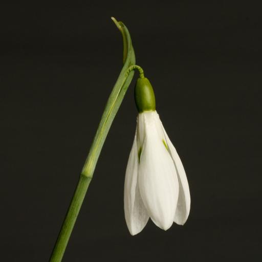 Galanthus James Backhouse 2.jpg