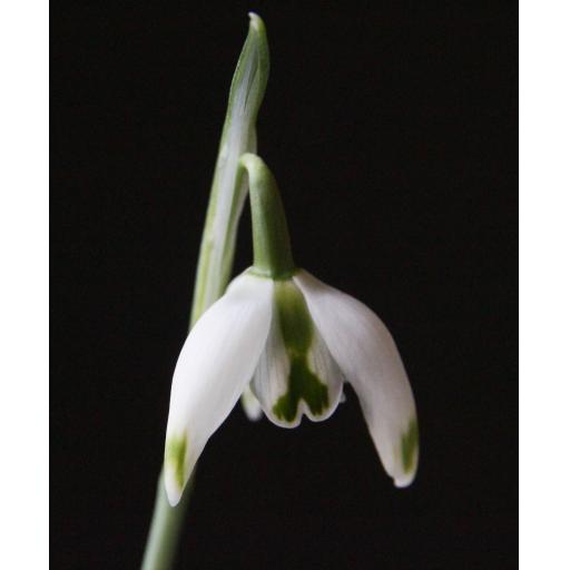 Galanthus Franz Josef close.jpg